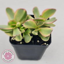 Load image into Gallery viewer, Crassula Platyphylla Variagata - John &amp; Norma&#39;s Succulents
