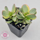 Crassula Platyphylla Variagata