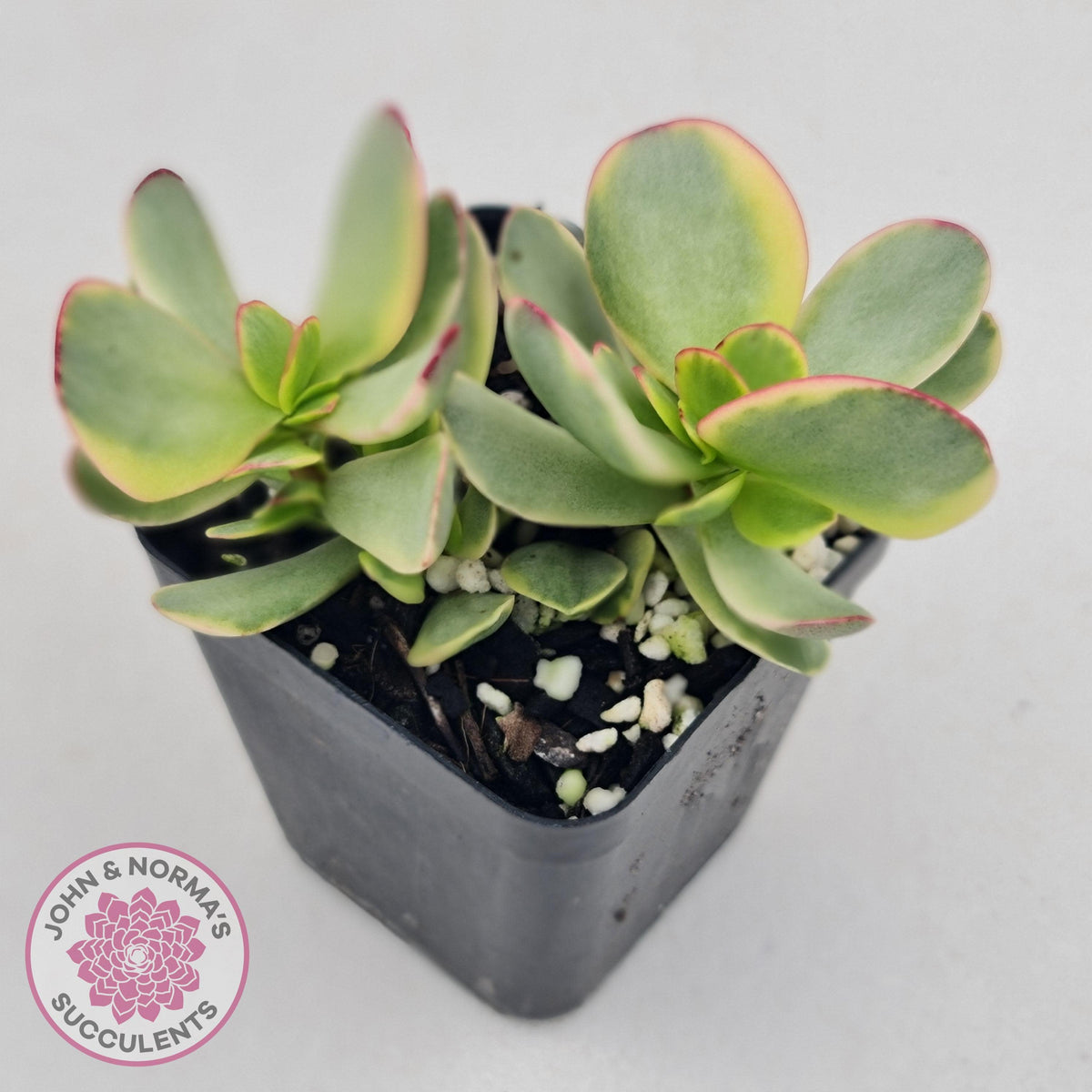 Crassula Platyphylla Variagata