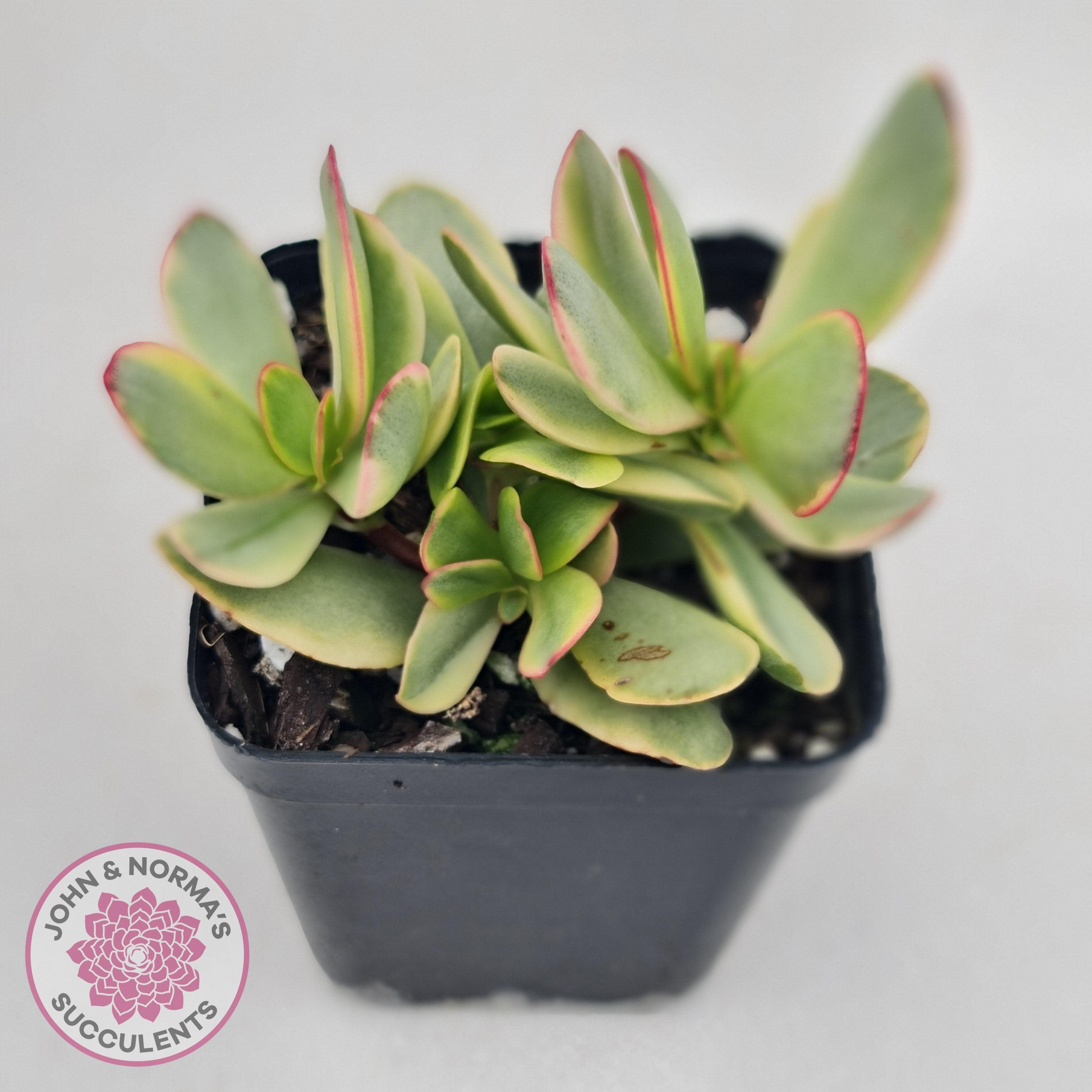 Buy Crassula Platyphylla Variagata Australia