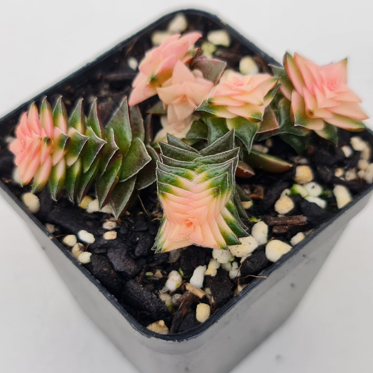 Crassula capitella ssp thyrsiflora variegated