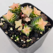 Load image into Gallery viewer, Crassula capitella ssp thyrsiflora variegated - John &amp; Norma&#39;s Succulents
