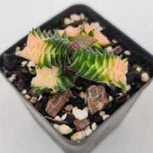 Load image into Gallery viewer, Crassula capitella ssp thyrsiflora variegated - John &amp; Norma&#39;s Succulents
