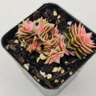 Crassula capitella ssp thyrsiflora variegated