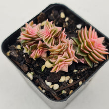 Load image into Gallery viewer, Crassula capitella ssp thyrsiflora variegated - John &amp; Norma&#39;s Succulents
