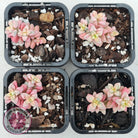 Crassula deltoidea variegata