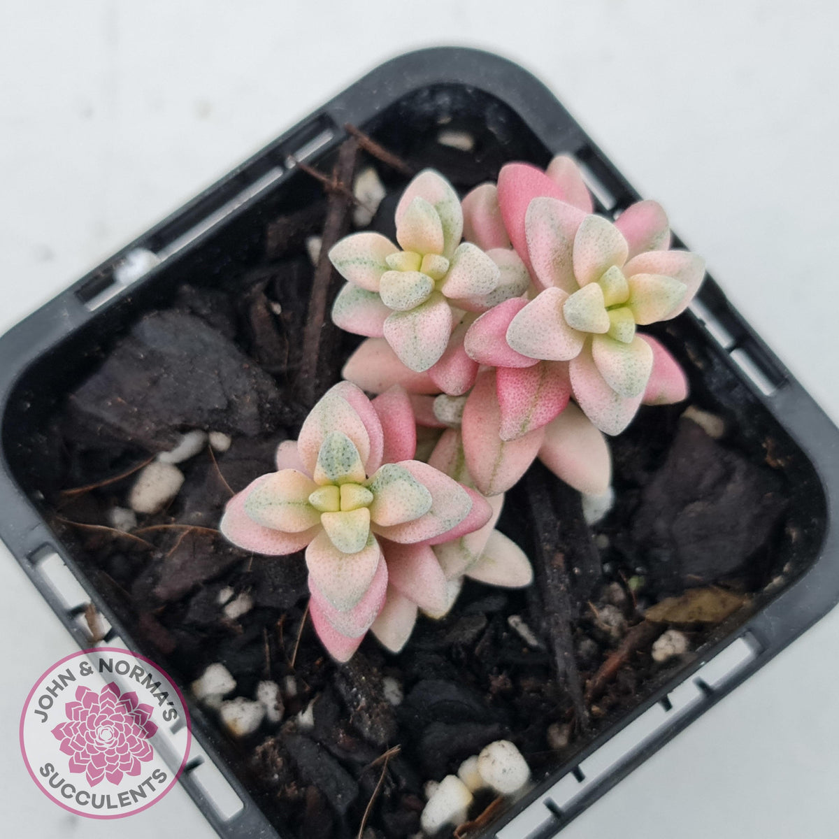 Crassula deltoidea variegata