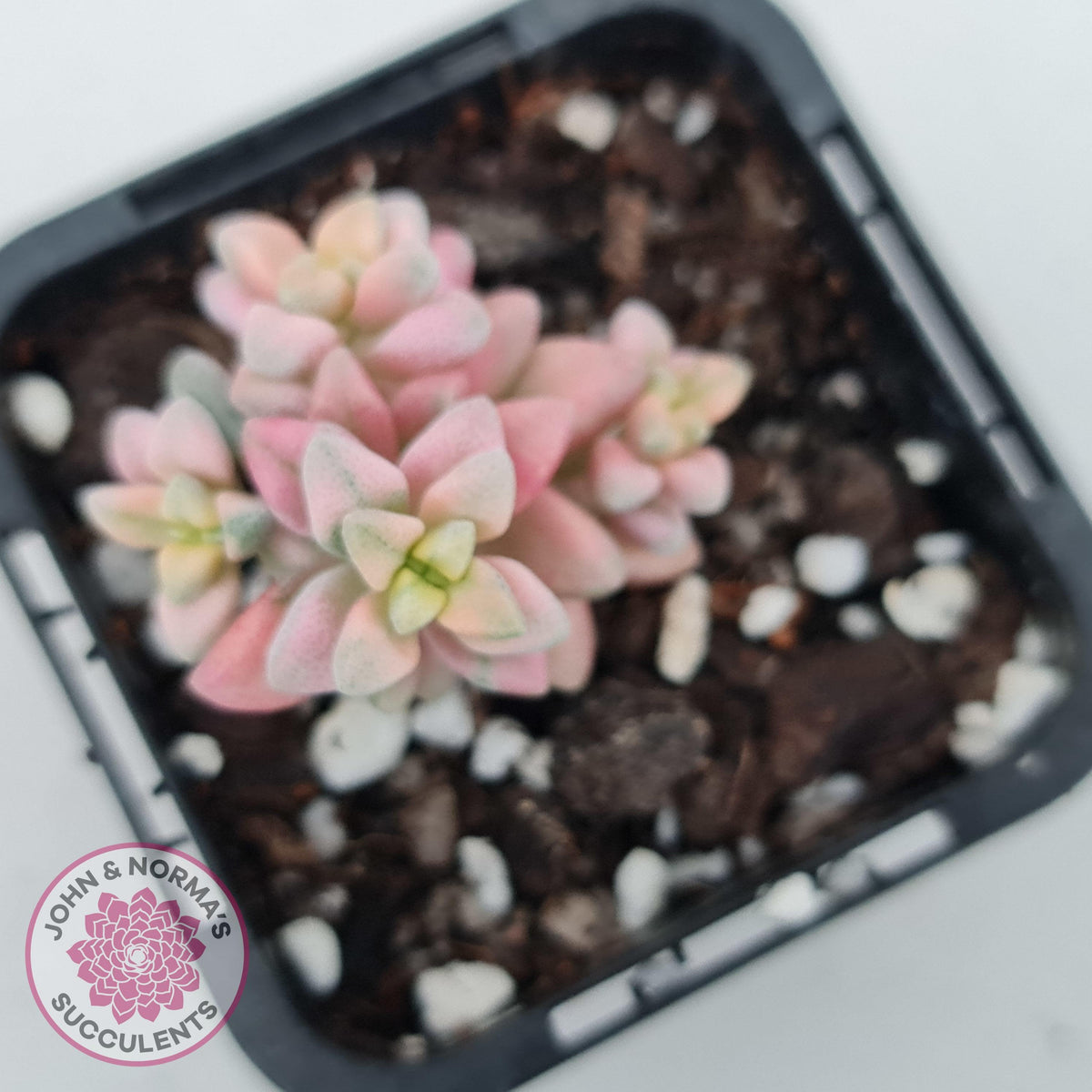 Crassula deltoidea variegata