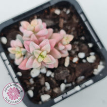 Load image into Gallery viewer, Crassula deltoidea variegata - John &amp; Norma&#39;s Succulents
