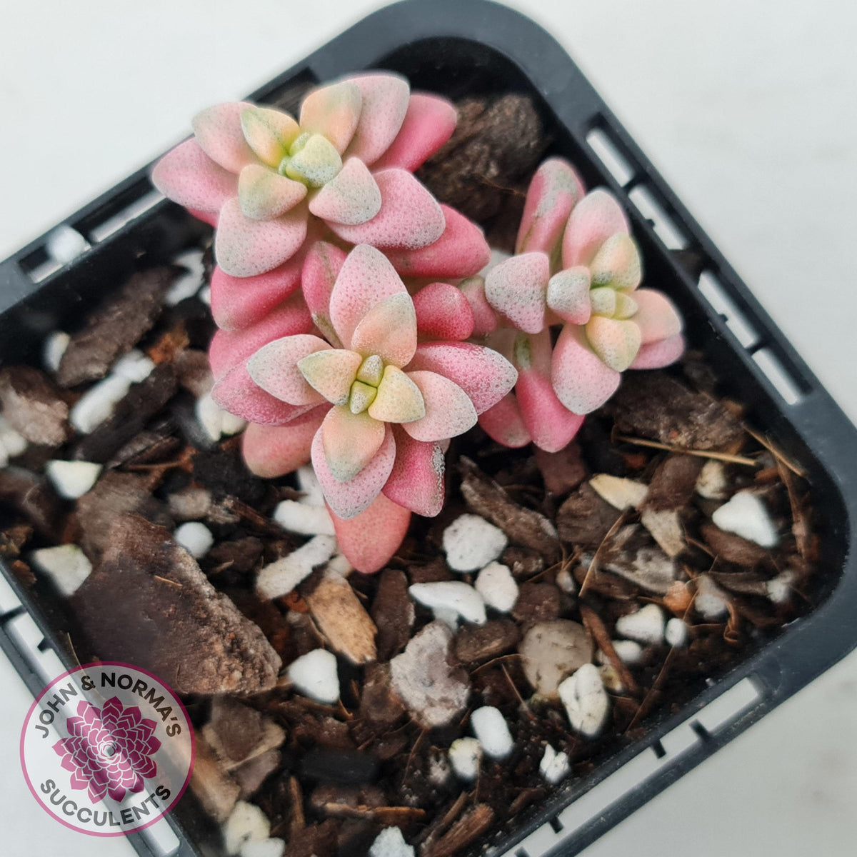 Crassula deltoidea variegata