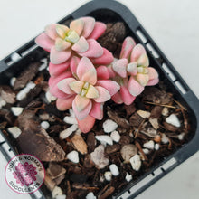 Load image into Gallery viewer, Crassula deltoidea variegata - John &amp; Norma&#39;s Succulents
