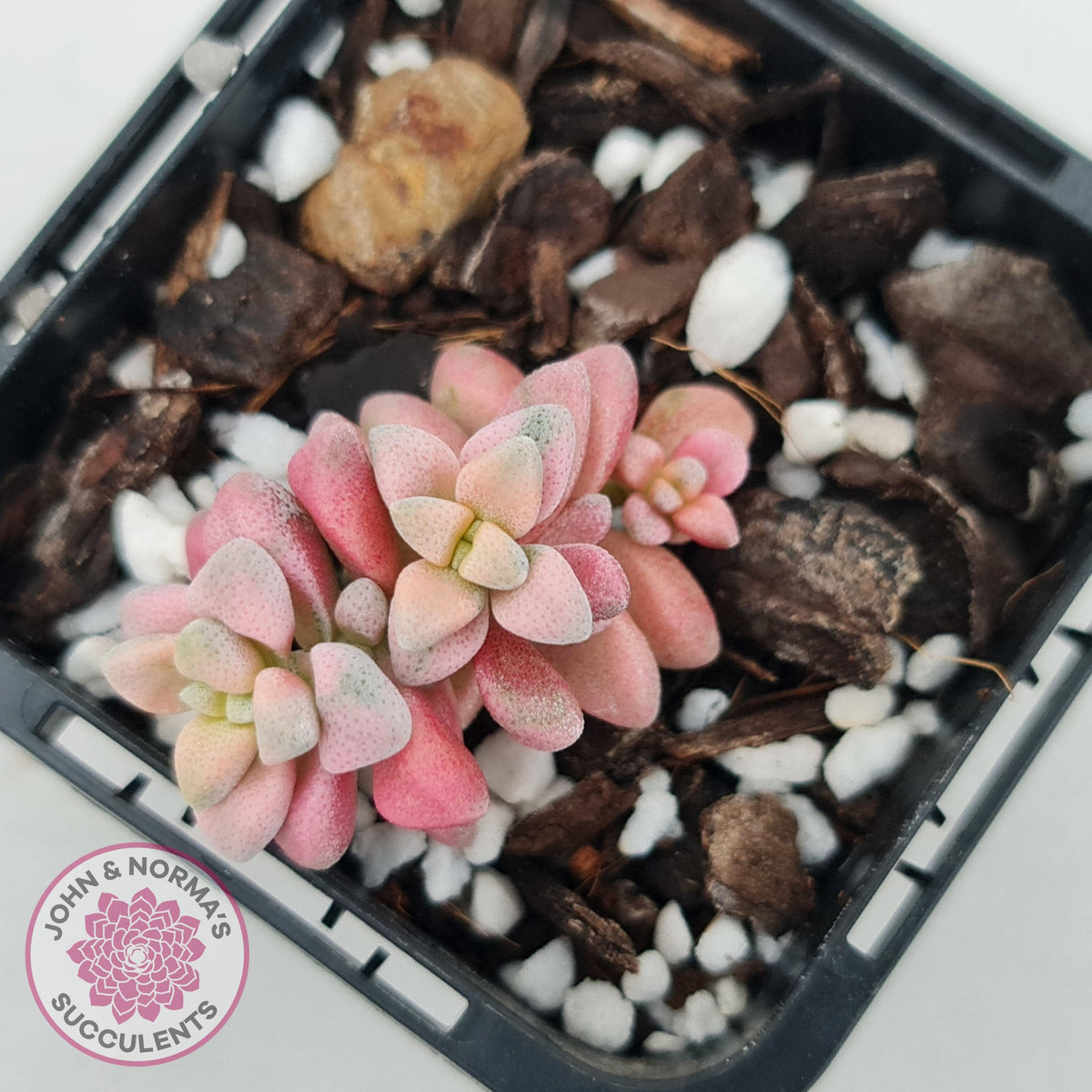 Crassula deltoidea variegata