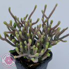 Crassula muscosa variegata