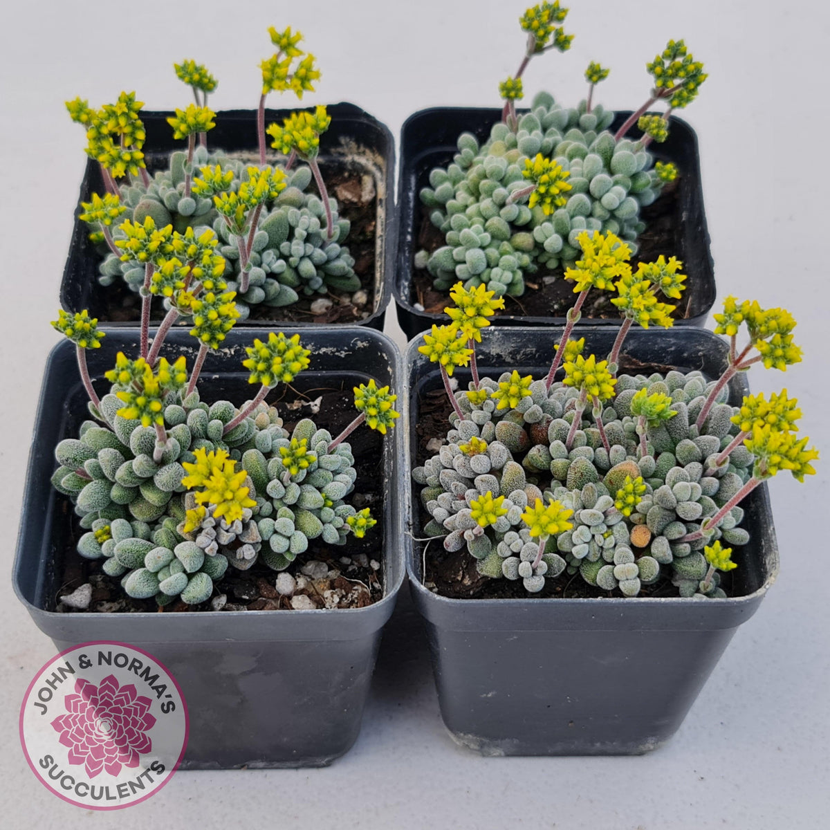 Crassula namaquensis ssp. comptonii