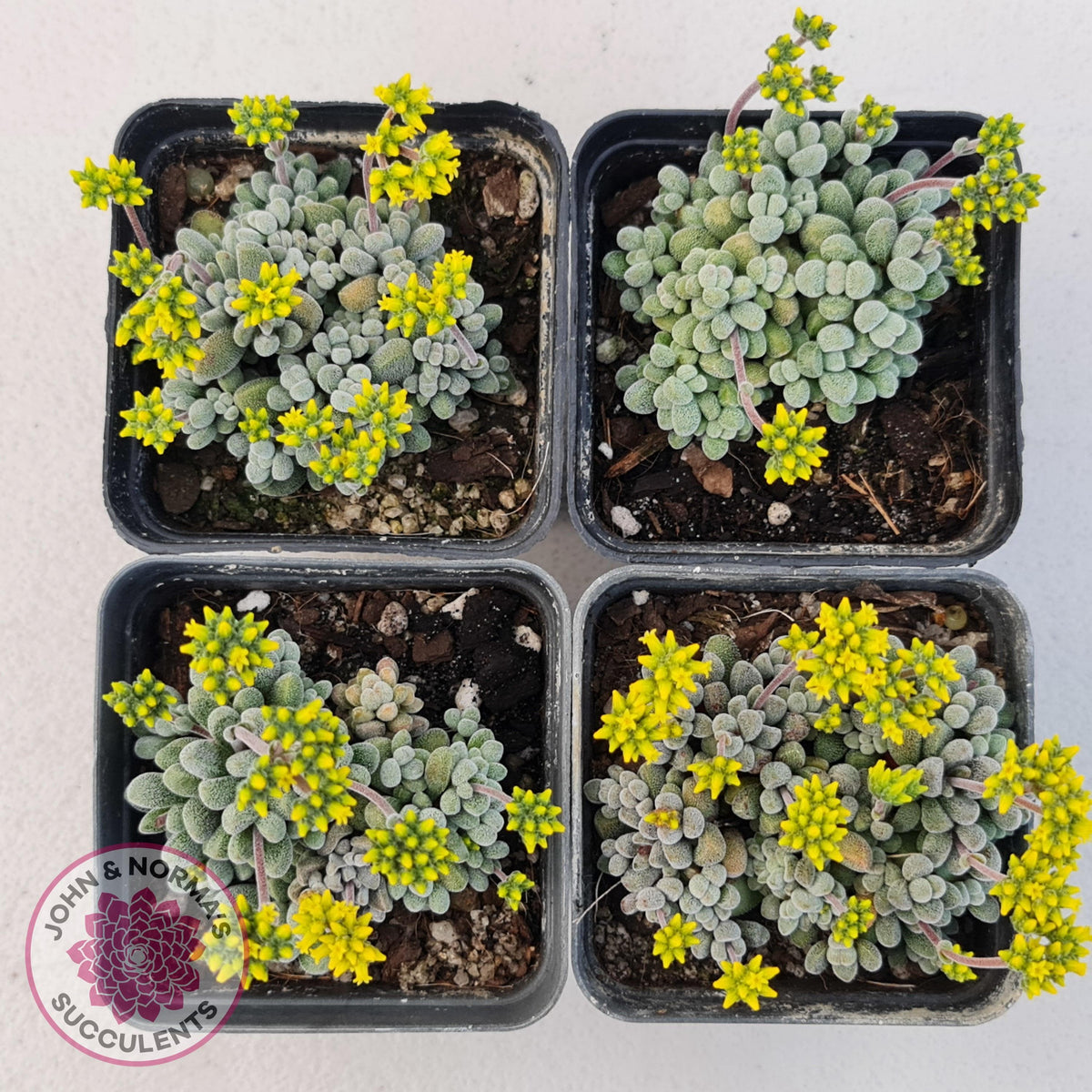 Crassula namaquensis ssp. comptonii