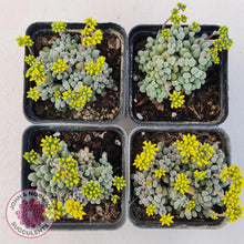 Load image into Gallery viewer, Crassula namaquensis ssp. comptonii - John &amp; Norma&#39;s Succulents
