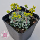 Crassula namaquensis ssp. comptonii