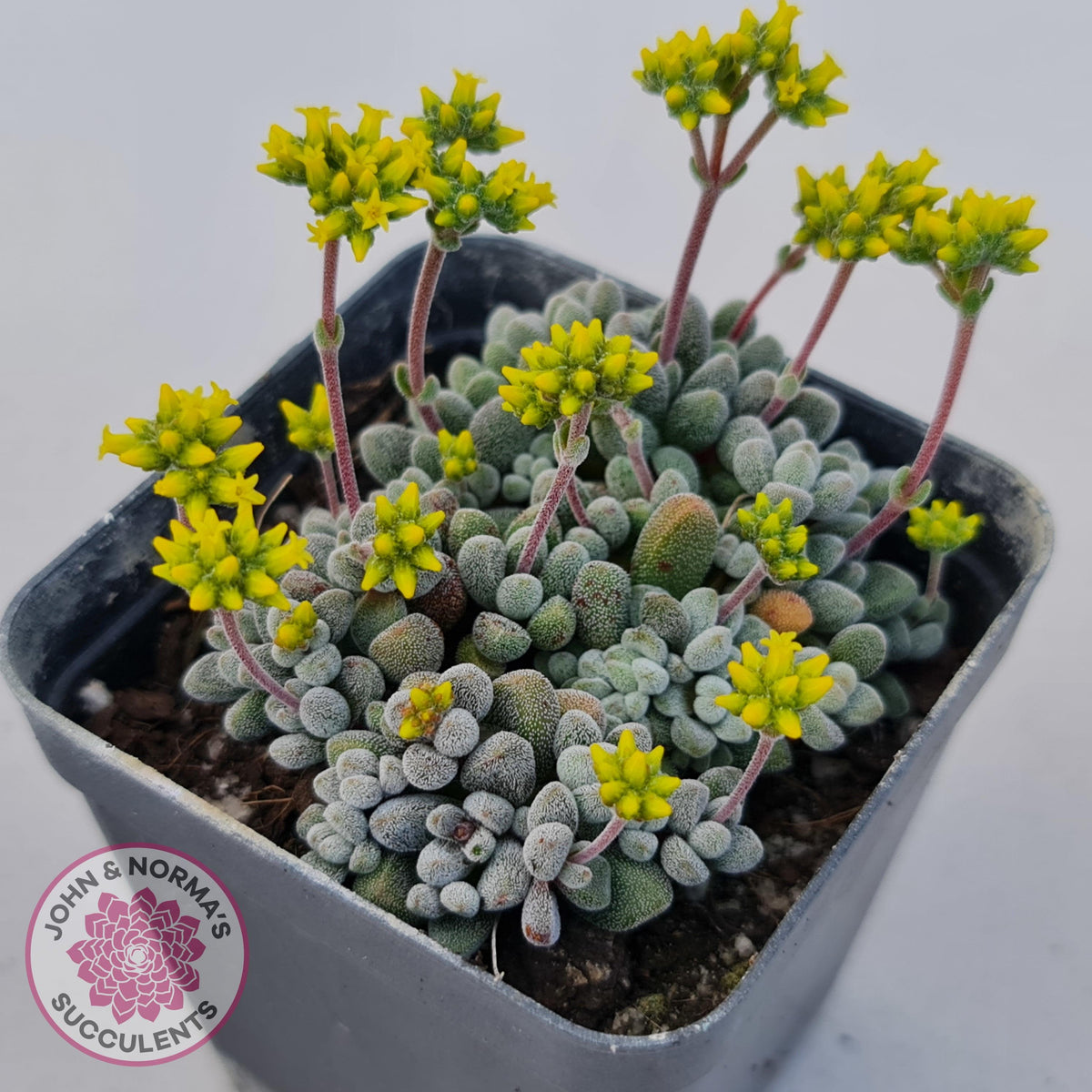 Crassula namaquensis ssp. comptonii