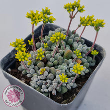 Load image into Gallery viewer, Crassula namaquensis ssp. comptonii - John &amp; Norma&#39;s Succulents
