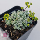 Crassula namaquensis ssp. comptonii