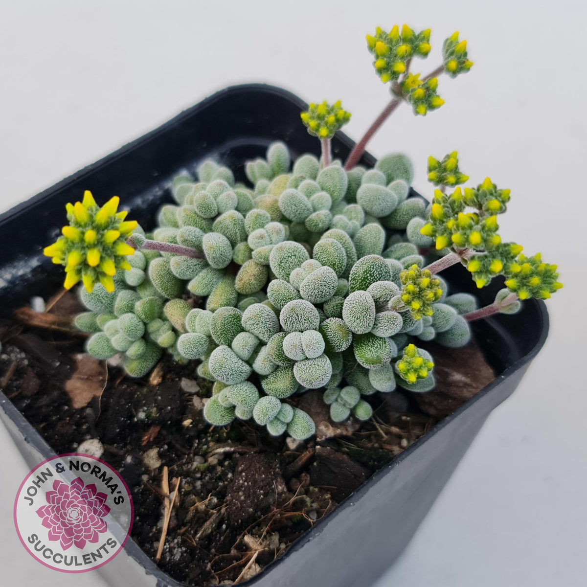 Crassula namaquensis ssp. comptonii