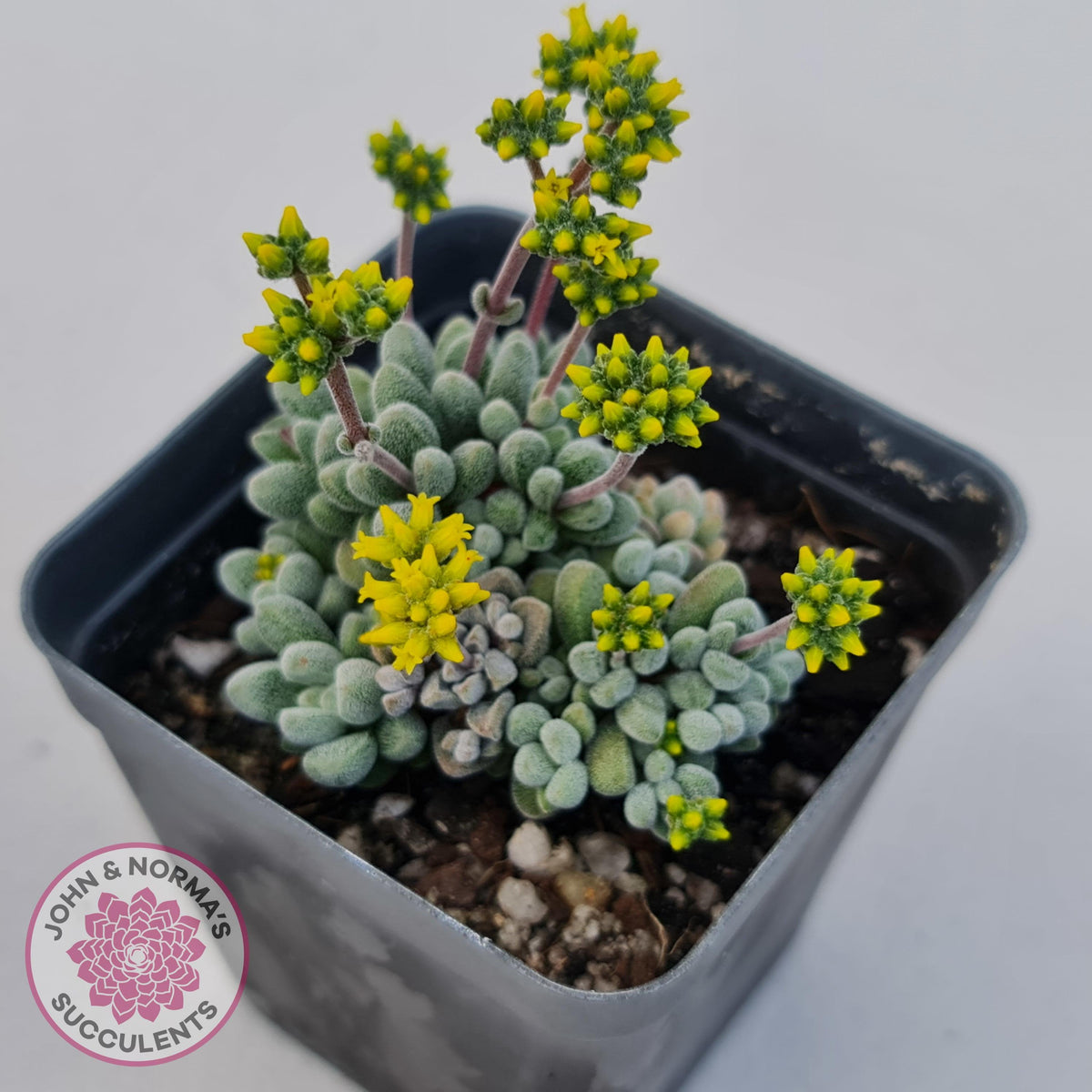Crassula namaquensis ssp. comptonii