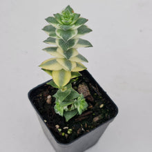 Load image into Gallery viewer, Crassula perforata &#39;Southern Cross&#39; (white variegate) - John &amp; Norma&#39;s Succulents
