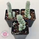 Crassula plegmatoides aka Crassula 'Arta'