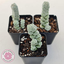 Load image into Gallery viewer, Crassula plegmatoides aka Crassula Arta - John &amp; Norma&#39;s Succulents
