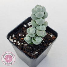 Load image into Gallery viewer, Crassula plegmatoides aka Crassula Arta - John &amp; Norma&#39;s Succulents
