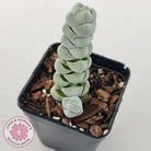 Crassula plegmatoides aka Crassula 'Arta'