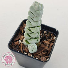 Load image into Gallery viewer, Crassula plegmatoides aka Crassula Arta - John &amp; Norma&#39;s Succulents
