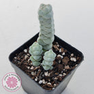 Crassula plegmatoides aka Crassula 'Arta'