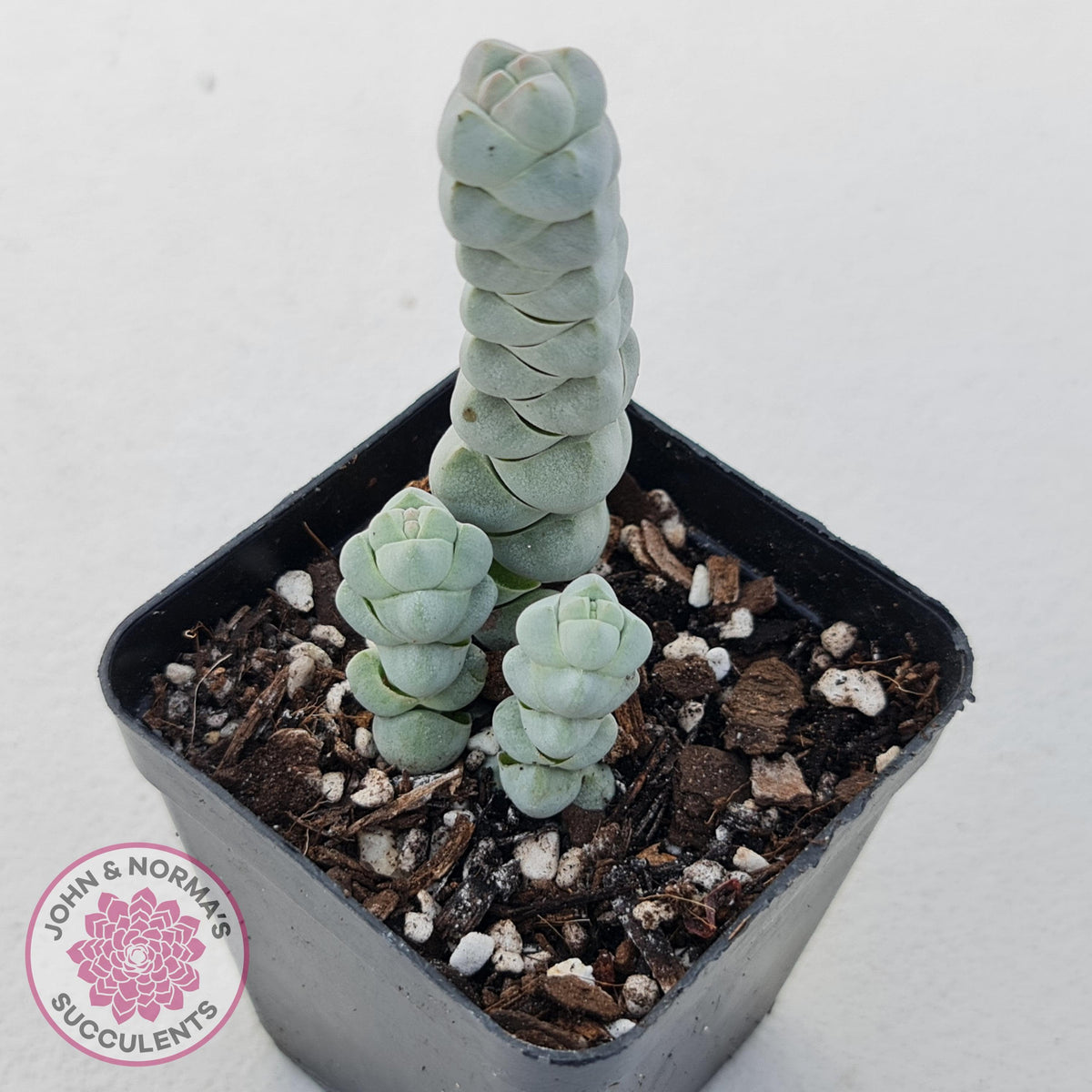 Crassula plegmatoides aka Crassula 'Arta'