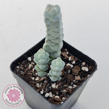 Load image into Gallery viewer, Crassula plegmatoides aka Crassula Arta - John &amp; Norma&#39;s Succulents
