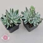 Dudleya gnoma 'White Sprite'