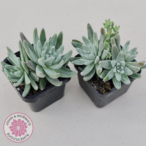 Dudleya gnoma 'White Sprite' - John & Norma's Succulents