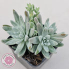 Dudleya gnoma 'White Sprite'