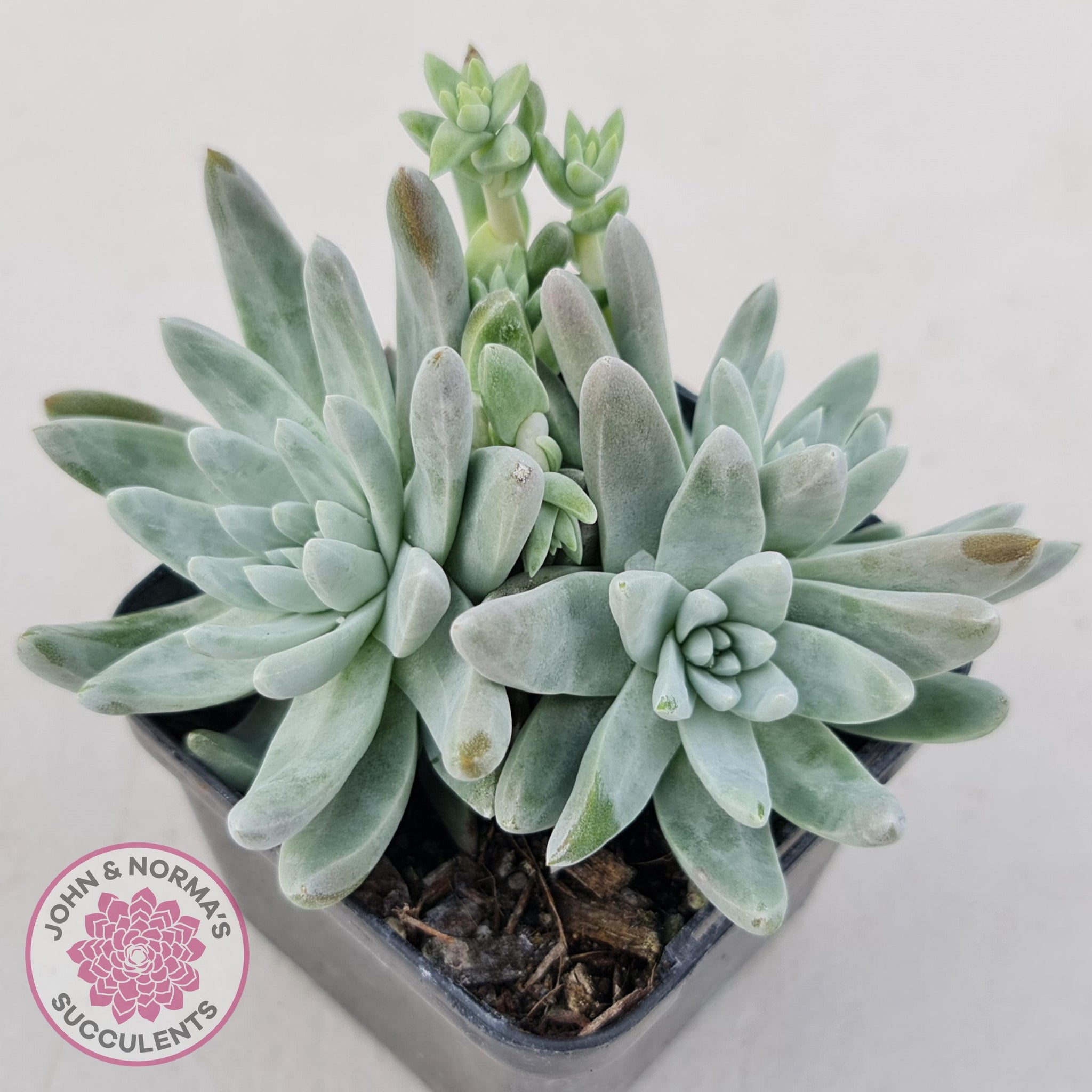 white sprite succulent care Buy Dudleya gnoma 'White Sprite' Australia