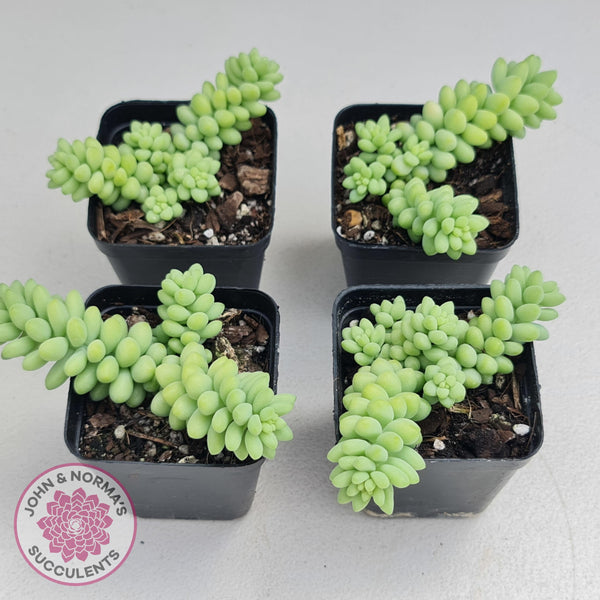 donkey tail succulent perth Buy Sedum burrito 'Dwarf Donkey Tail' Australia