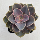 Echeveria Perle Von Nurnberg