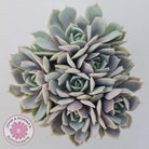Echeveria 'Again' - Single