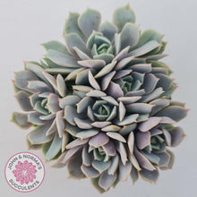 Load image into Gallery viewer, Echeveria &#39;Again&#39; - Single - John &amp; Norma&#39;s Succulents Australia
