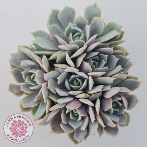 Echeveria 'Again' - Single - John & Norma's Succulents Australia