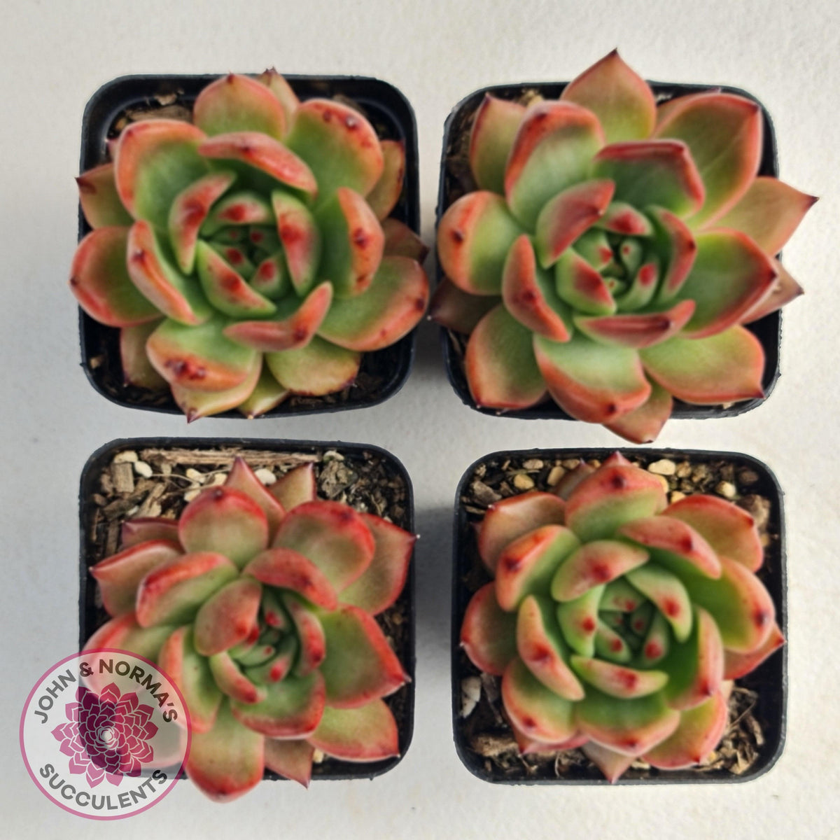 Echeveria Agavoides Amestro (Lg)