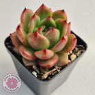 Echeveria Agavoides Amestro (Lg)
