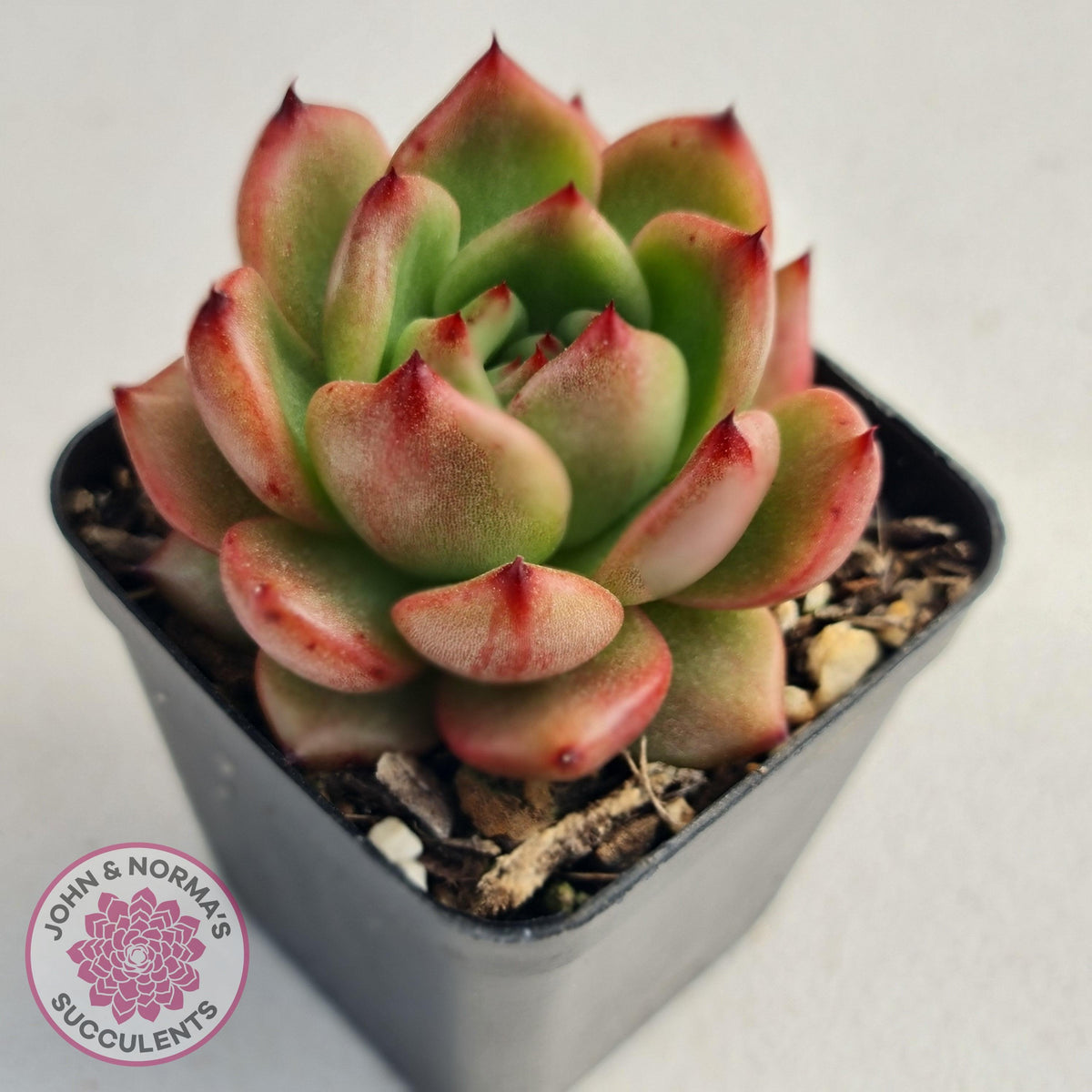 Echeveria Agavoides Amestro (Lg)