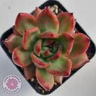 Echeveria Agavoides Amestro (Lg)