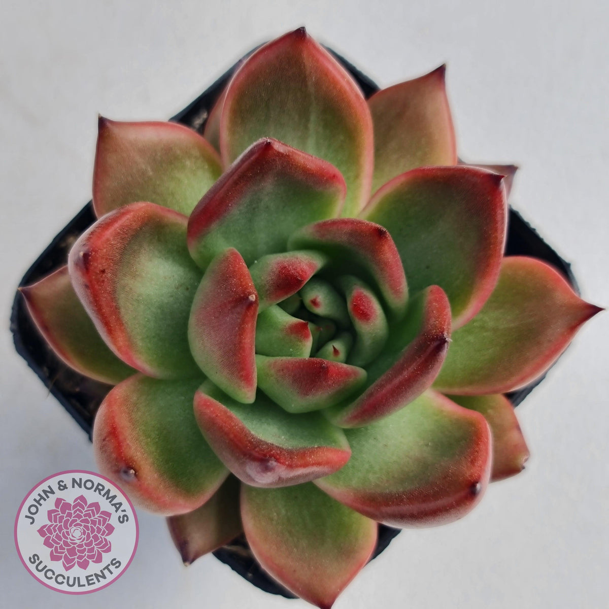 Echeveria Agavoides Amestro (Lg)