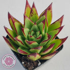 Echeveria Agavoides Lipstick